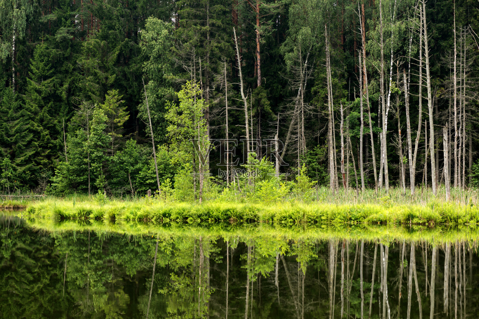 森林中的湖照片摄影图片