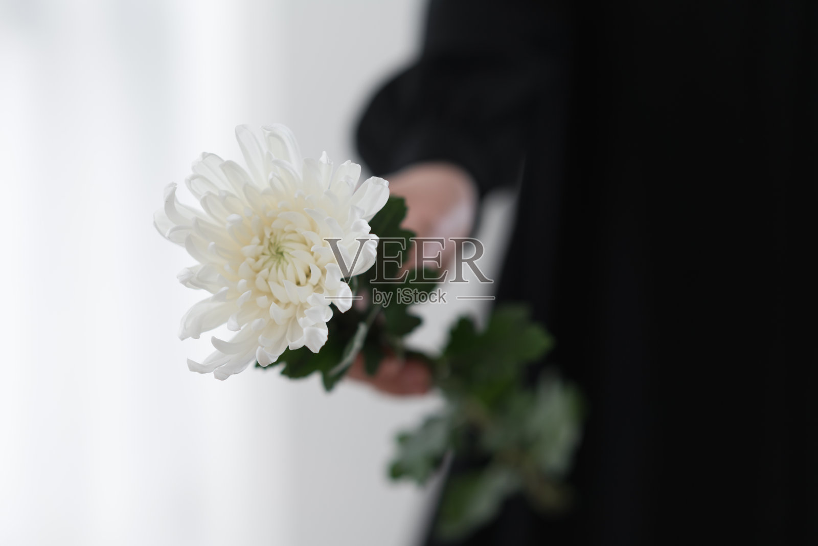 手持白色菊花照片摄影图片