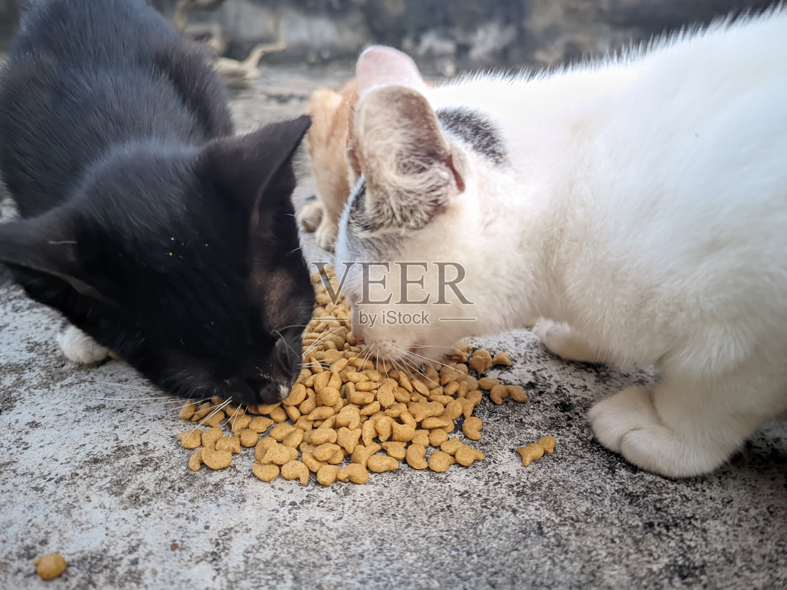 饥饿的亚洲街头猫吃食物的肖像，由未知的人-国际爱护猫日，亚洲-全球照片摄影图片