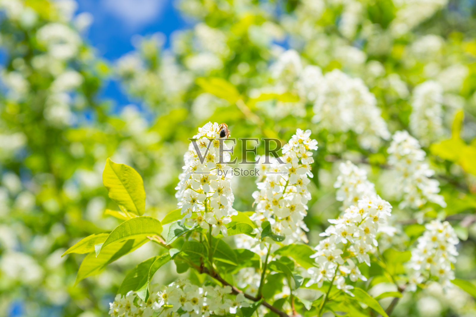 白鸟樱花盛开，蜜蜂在花丛上，绿叶在阳光下。蓝蓝的天空上鸟樱丛的白花。全帧，选择性聚焦。照片摄影图片