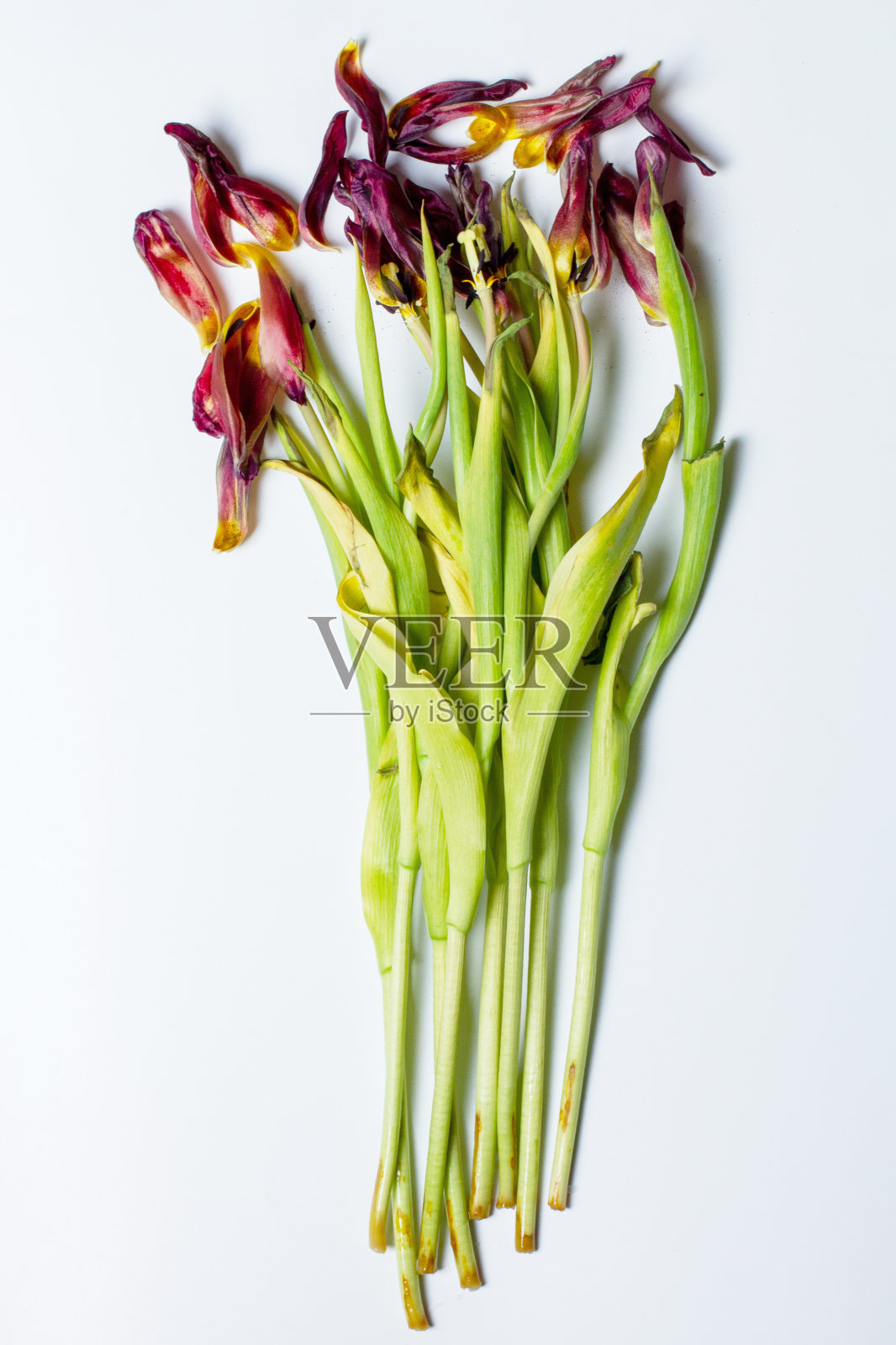 枯萎的花。浅色背景上枯萎的郁金香。照片摄影图片