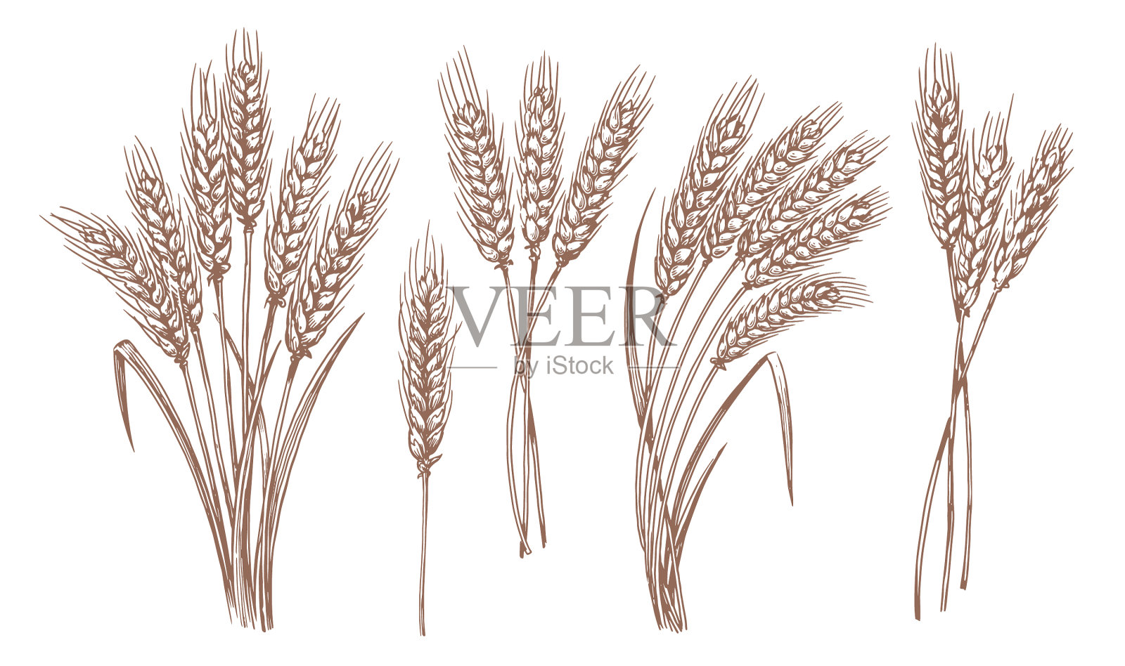 全柄小麦穗小穗具谷粒插画图片素材