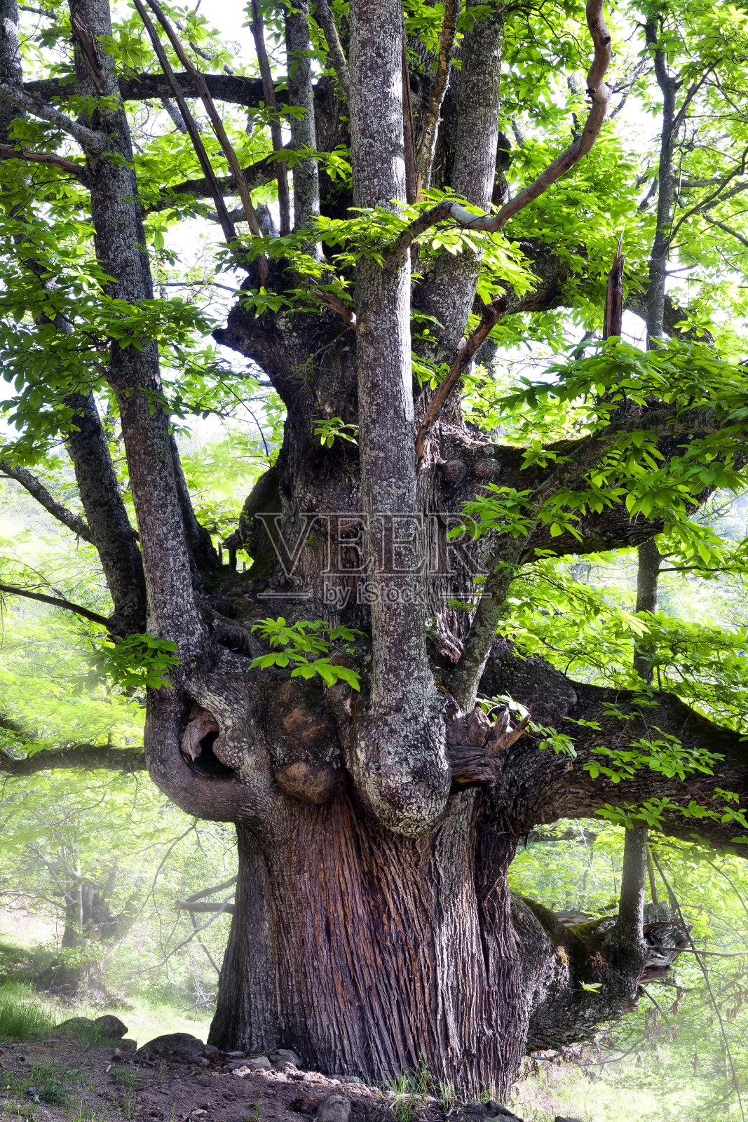 Castañar en Casillas照片摄影图片