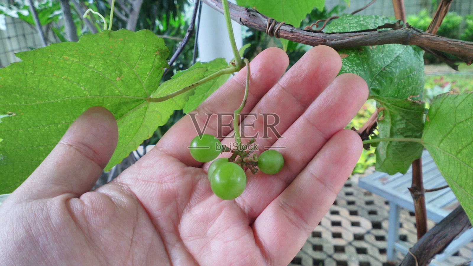 掌心小葡萄照片摄影图片