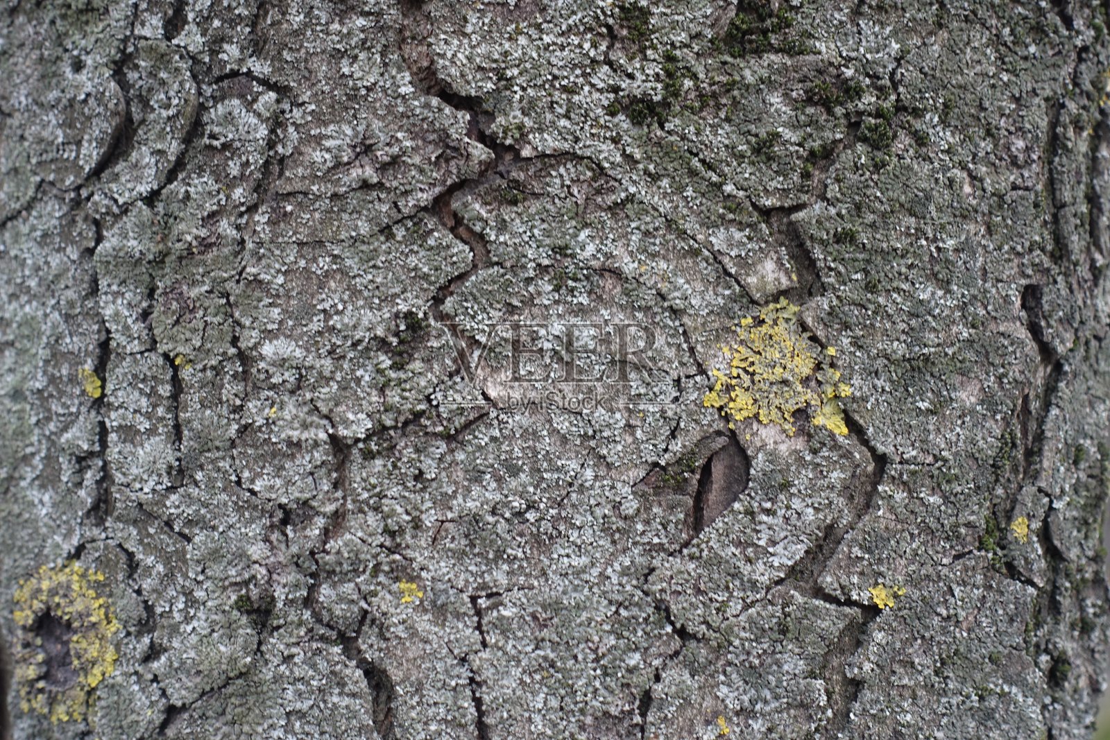 背景:七叶树的干树皮照片摄影图片