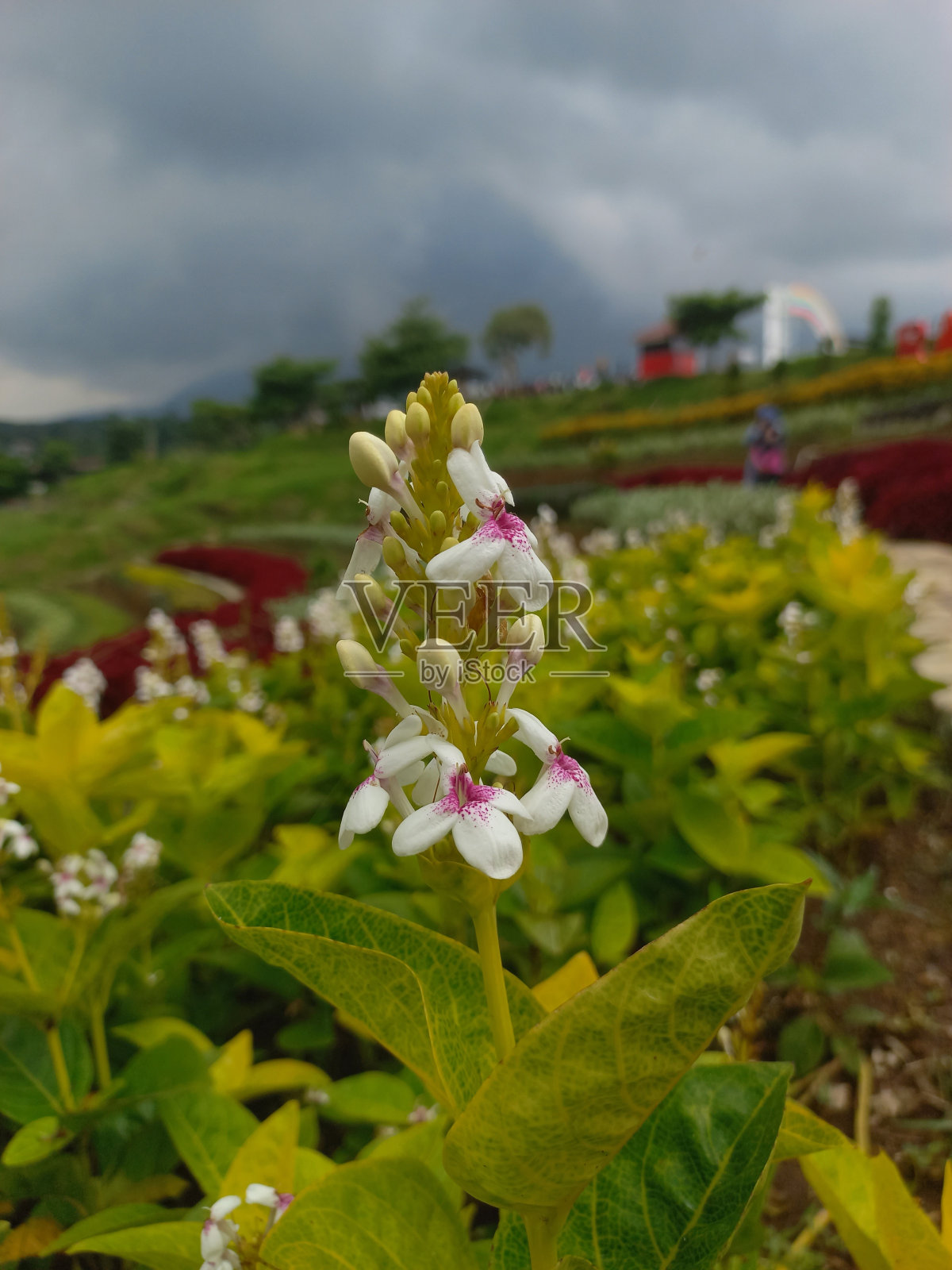 Pseuderanthemum花照片摄影图片