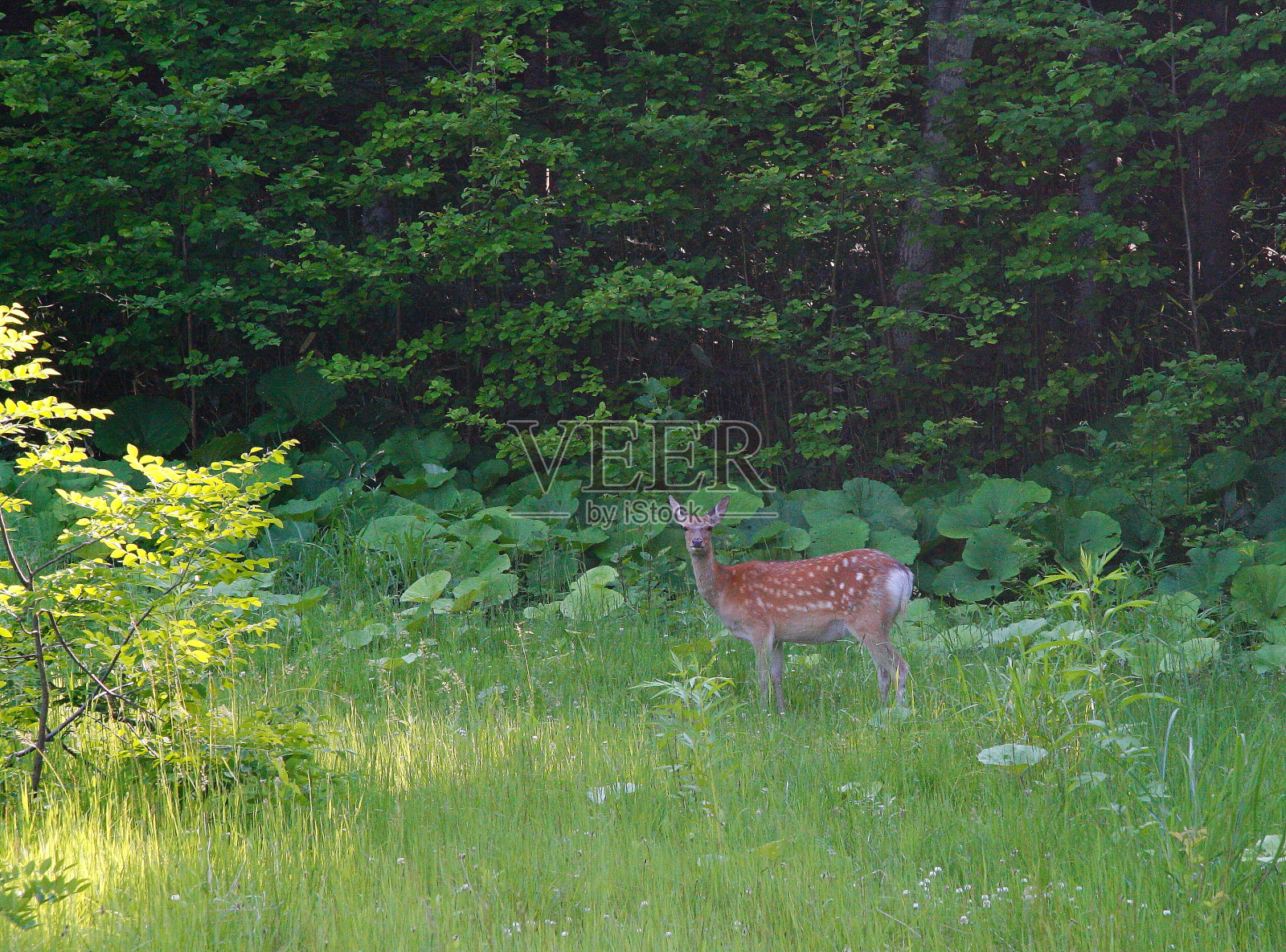 野生的鹿照片摄影图片