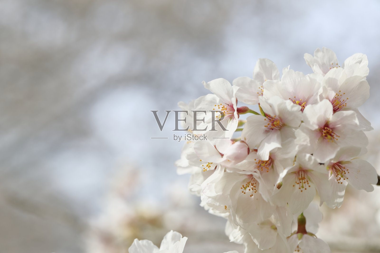 日本的樱花在春天盛开照片摄影图片