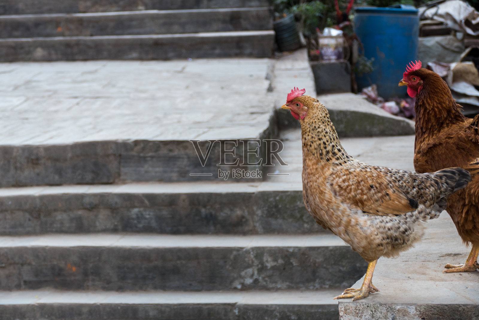 街上的鸡照片摄影图片