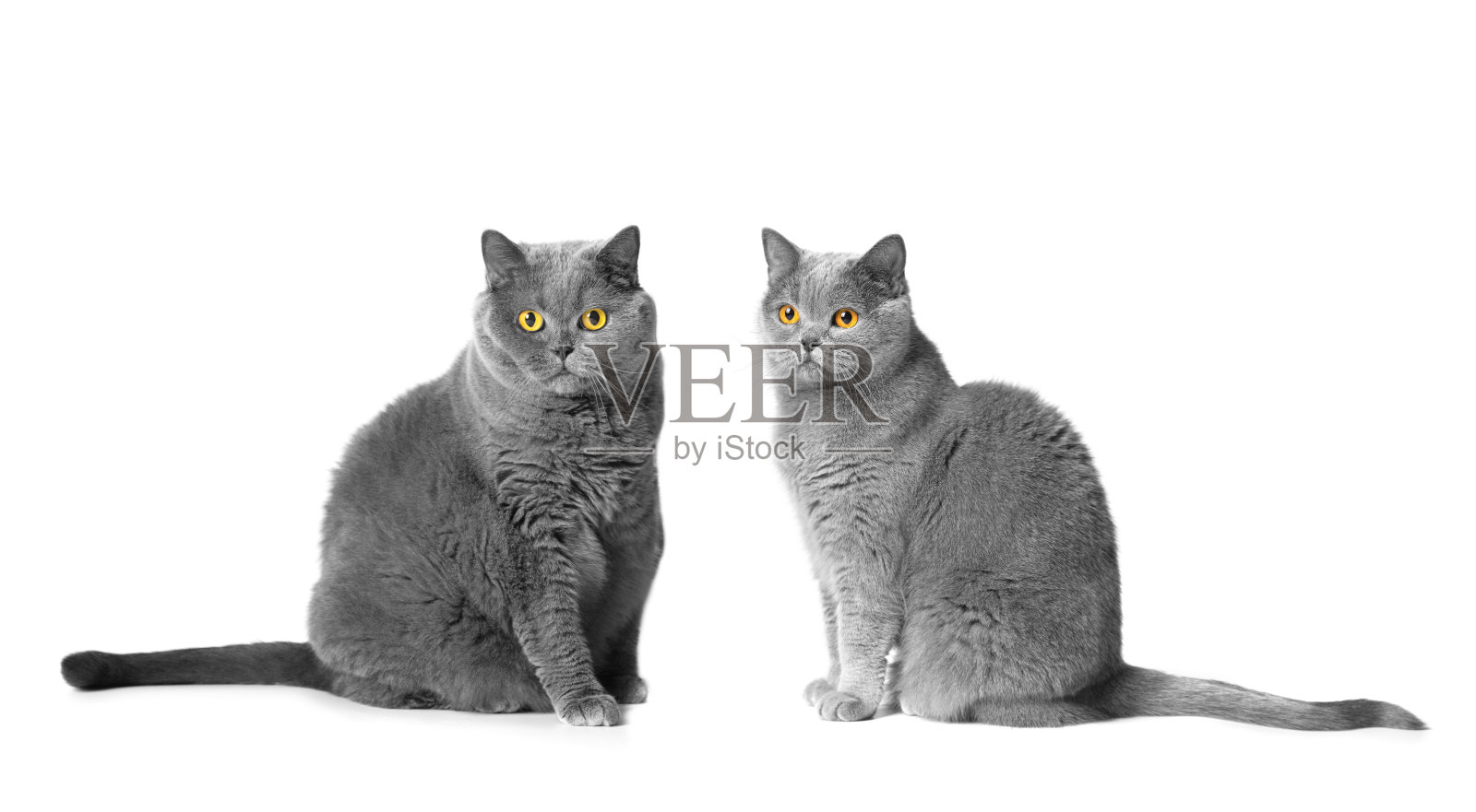 两只白底的英国猫。照片摄影图片