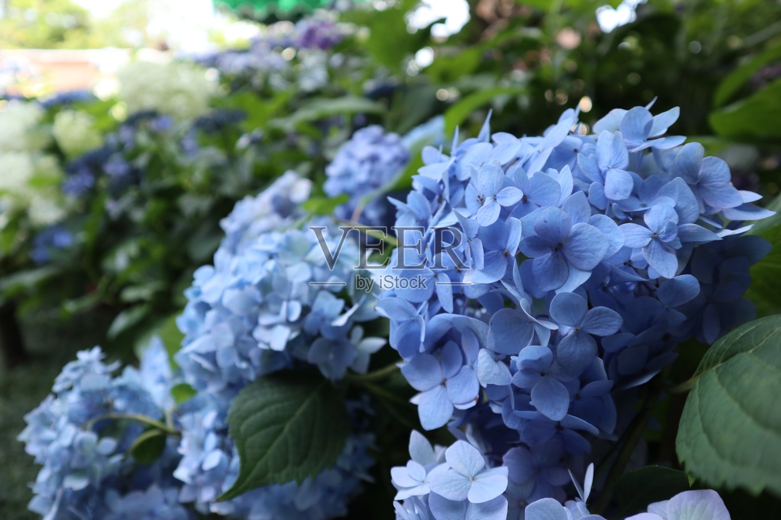 绣球花在日本镰仓照片摄影图片