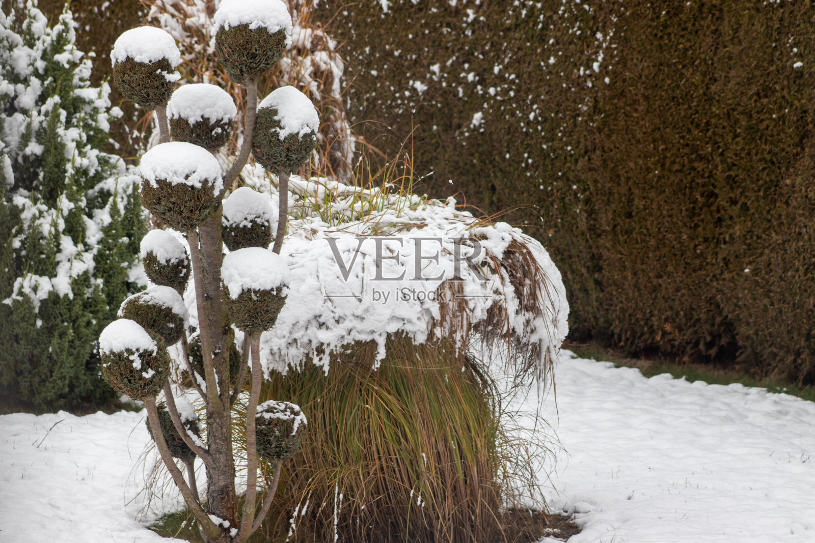 第一场雪覆盖了植物。下雪的一天。冬天开始。照片摄影图片