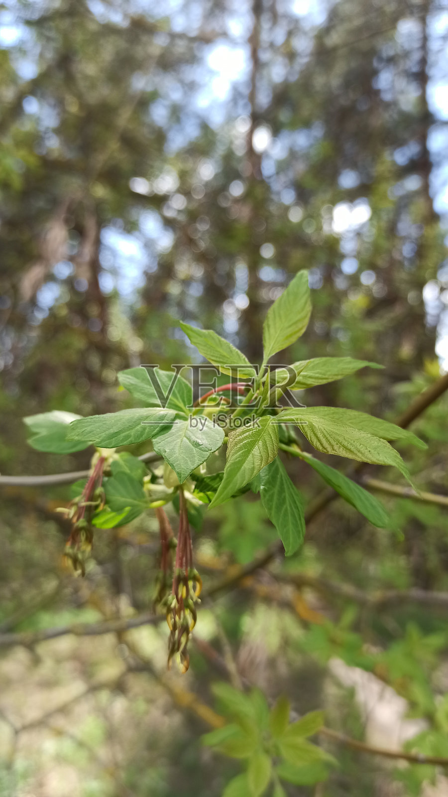春天在自然栖息地的灰叶枫。春暖花开，美丽自然，特写照片摄影图片