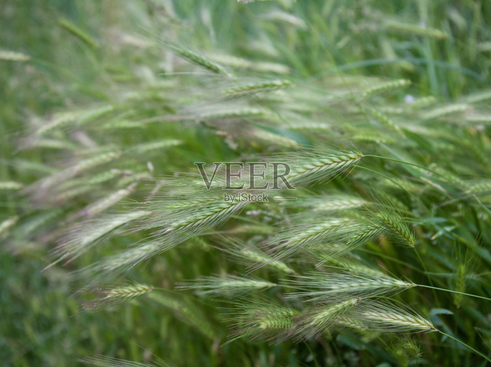 鼠大麦(Hordeum murinum L.)。新鲜草本美容。照片摄影图片