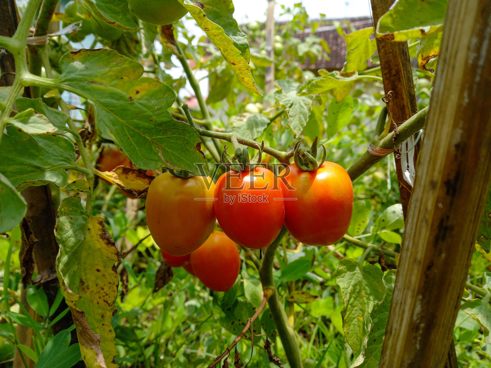 成熟的红色西红柿在绿叶的背景下，悬挂在花园里的番茄藤上。照片摄影图片
