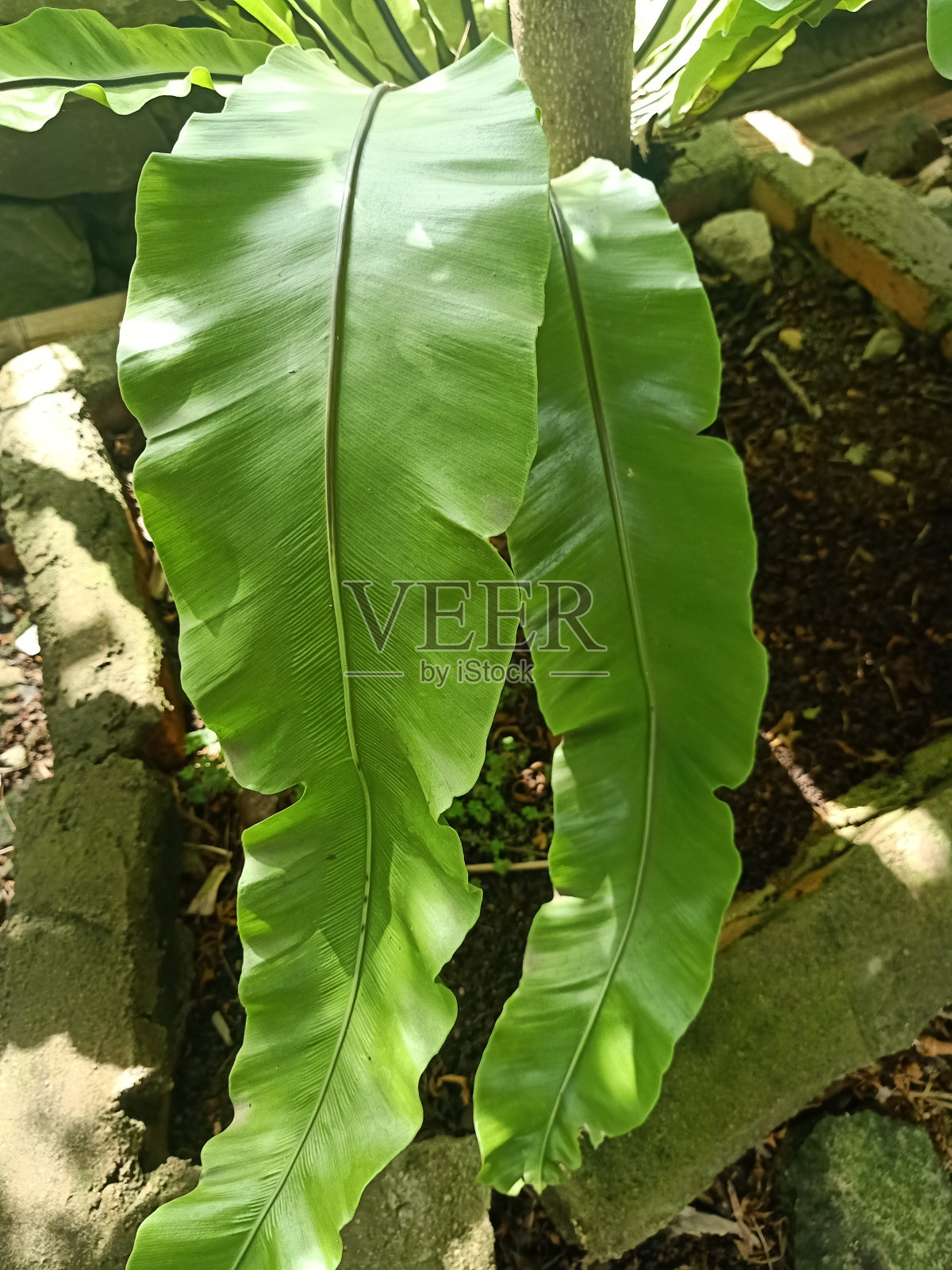 燕窝蕨植物的特写照片摄影图片