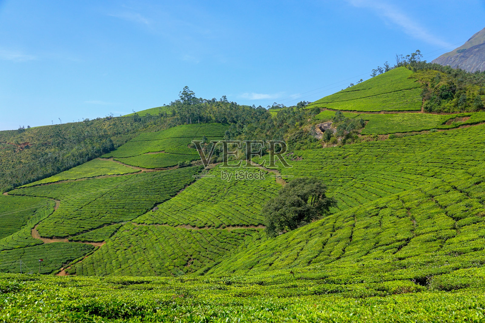 Munnar的茶园照片摄影图片