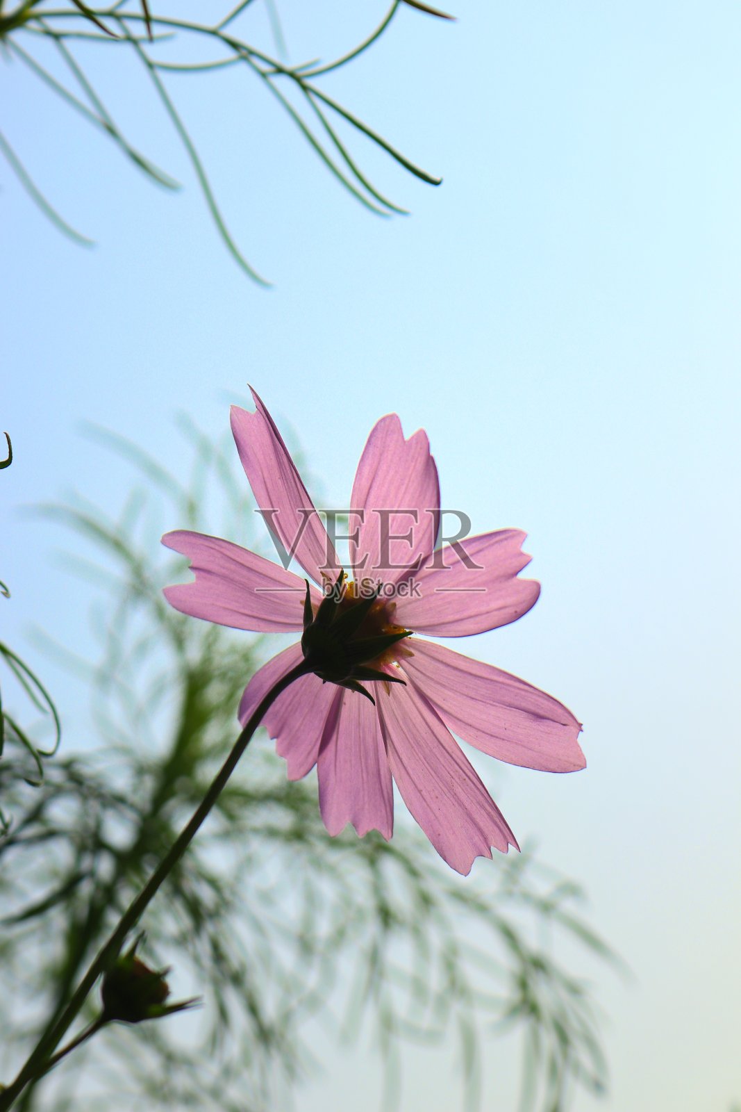 粉红色宇宙花照片摄影图片
