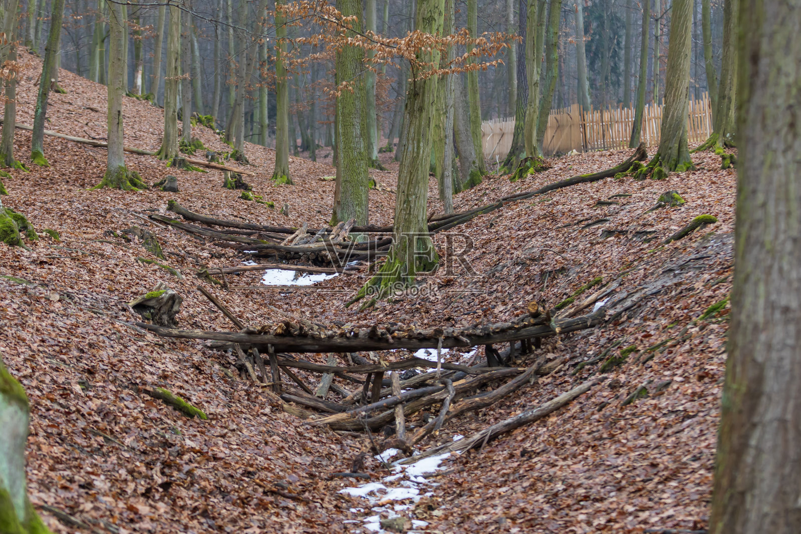 冬季森林景观与残余的白雪。照片摄影图片