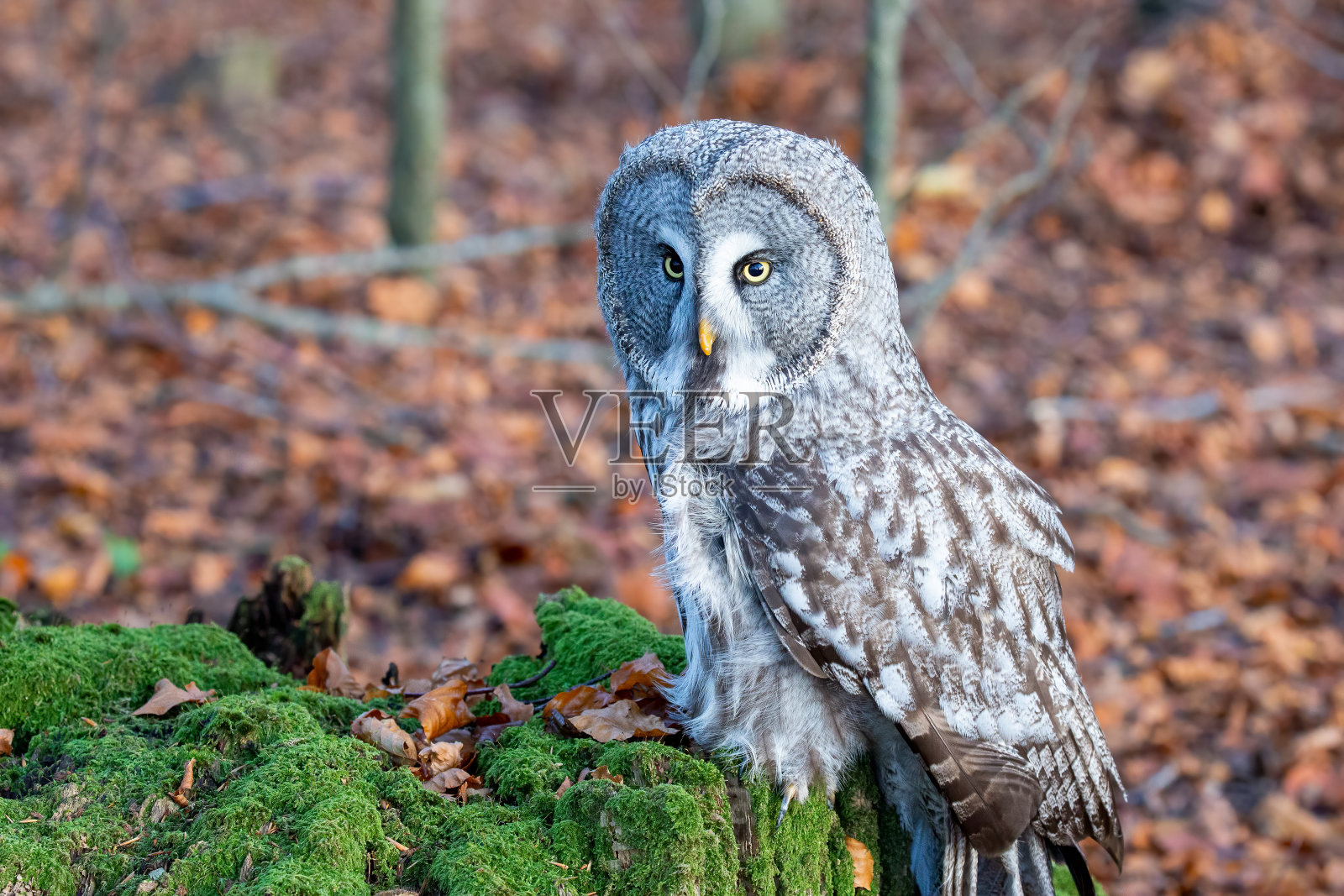 大灰鸮(Strix nebula)照片摄影图片