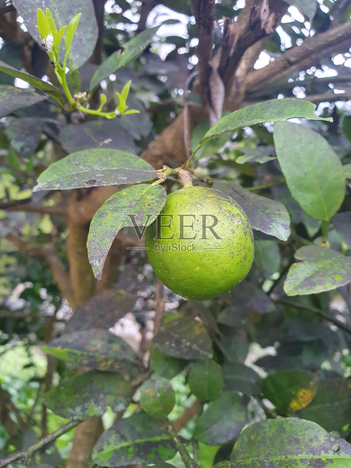 印度尼西亚热带森林中的柠檬照片摄影图片