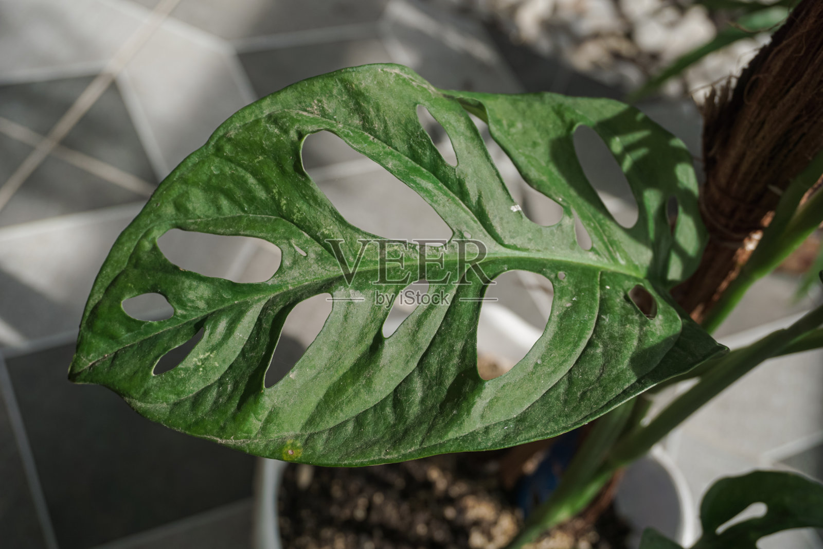 室内盆栽植物照片摄影图片