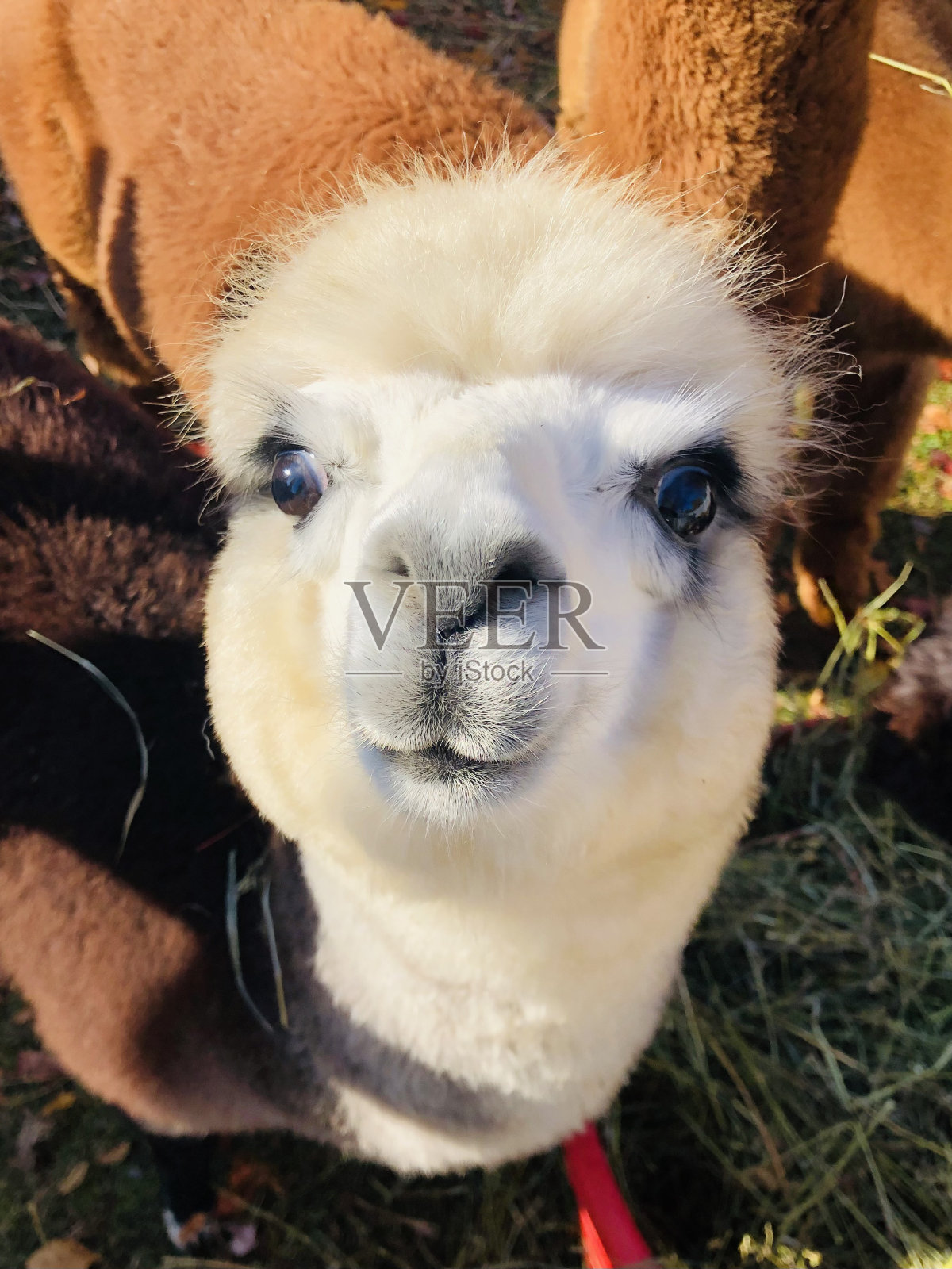 可爱的羊驼照片摄影图片