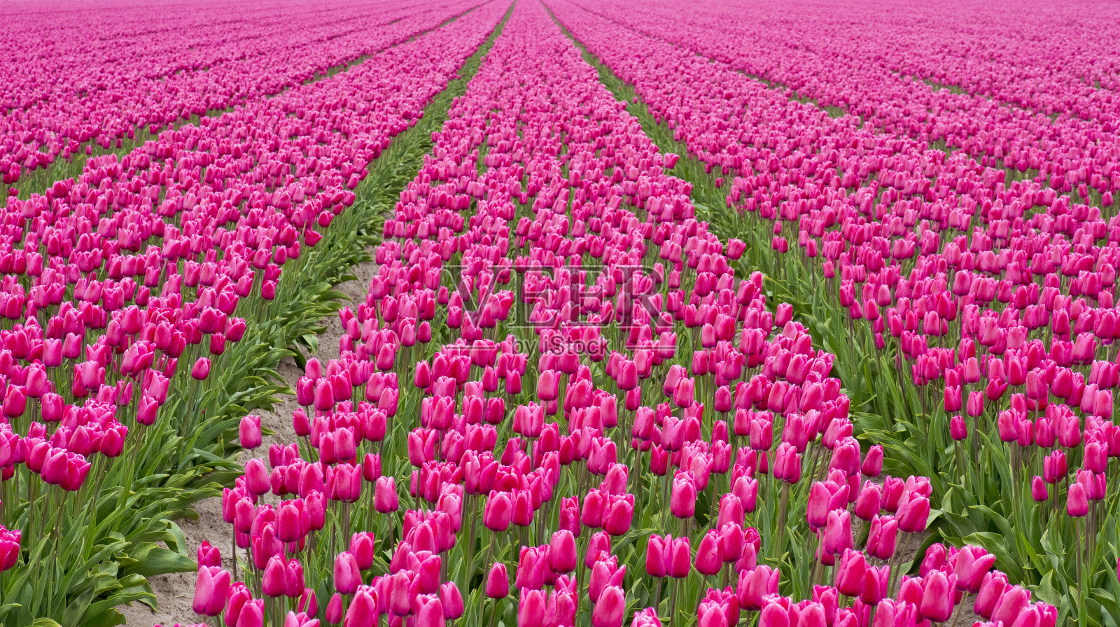 多彩郁金香田，荷兰照片摄影图片