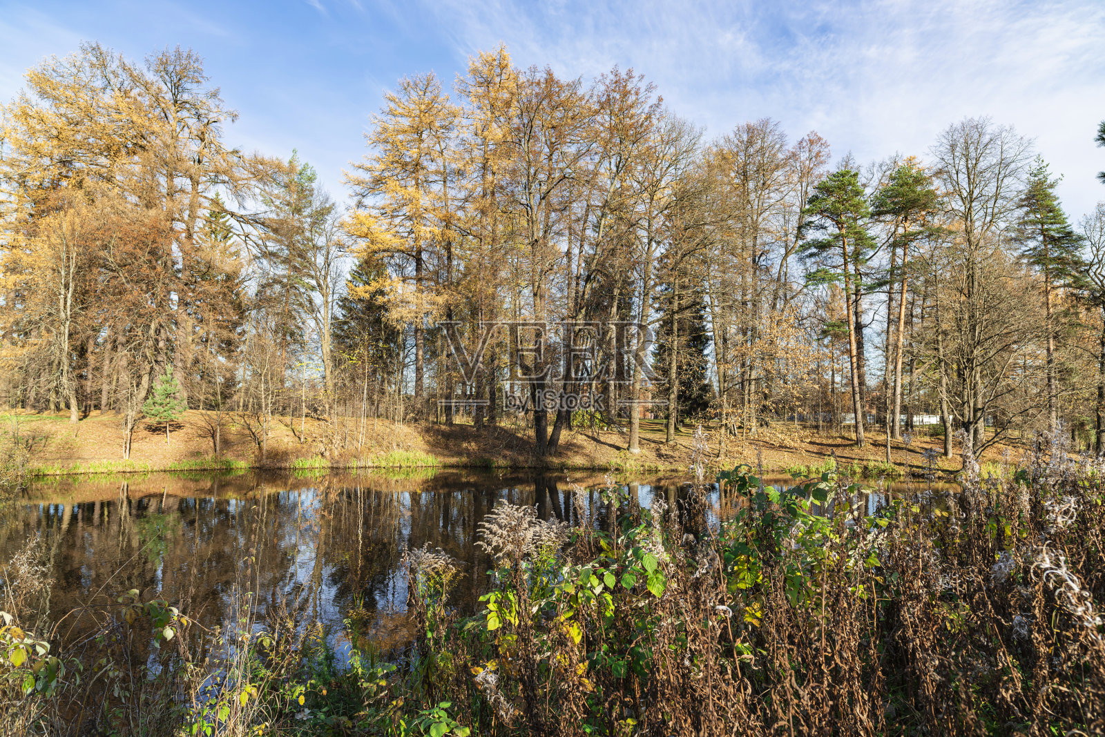 秋天的风景在一个阳光灿烂的日子里，在湖面上。俄罗斯西北部列宁格勒地区的普里尤蒂诺照片摄影图片