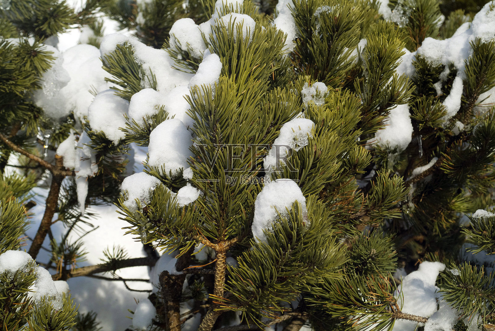 冬天，白雪皑皑的高山松树照片摄影图片