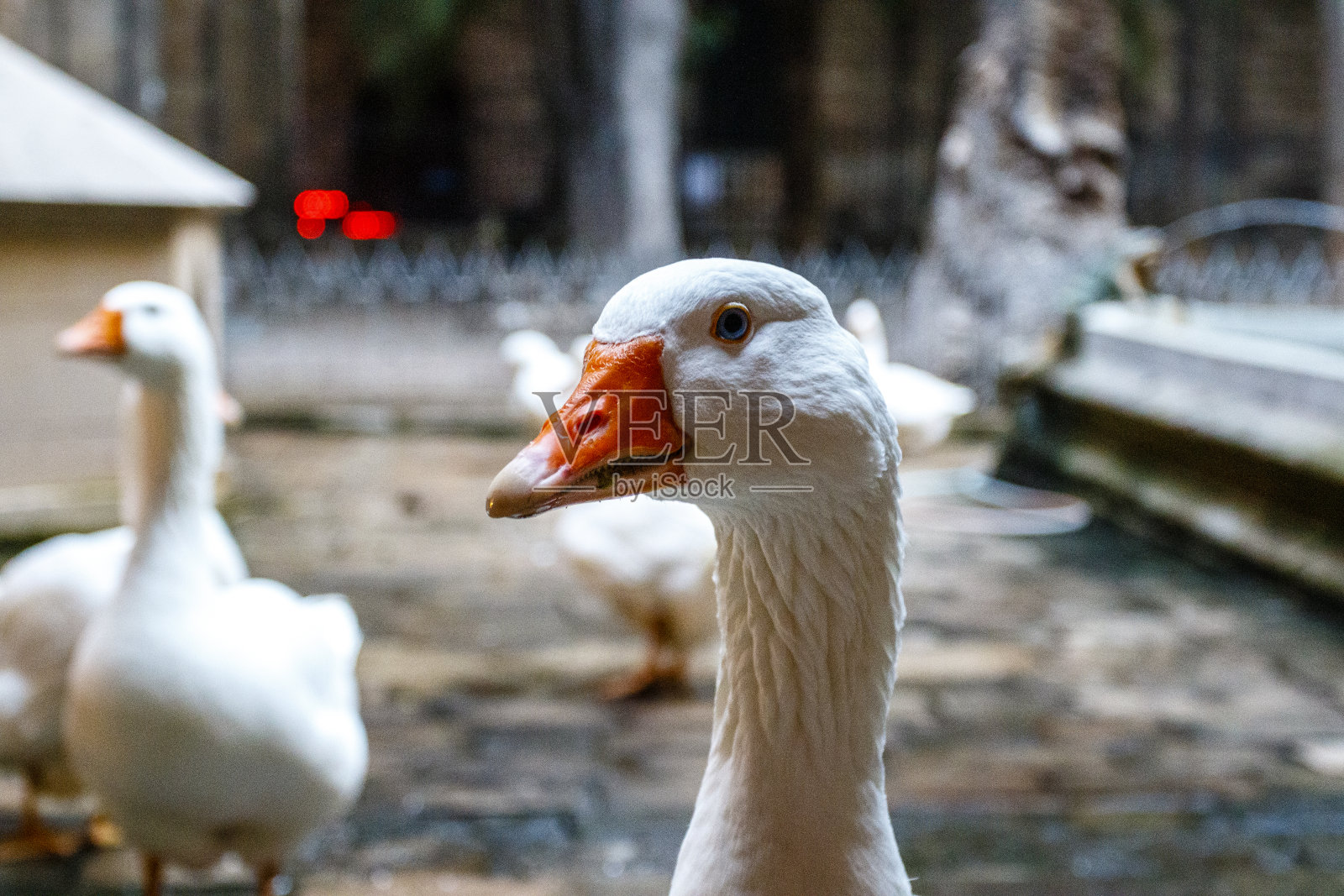 欧洲西班牙加泰罗尼亚巴塞罗那大教堂回廊里的白鹅照片摄影图片