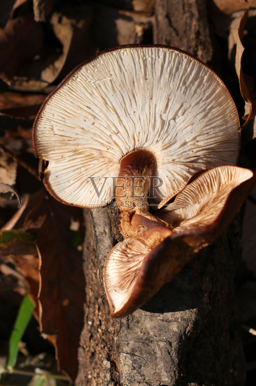 自然香菇的背面风格，野生生长在一棵倒下的树在一个小树林(特写照片使用微距镜头)照片摄影图片