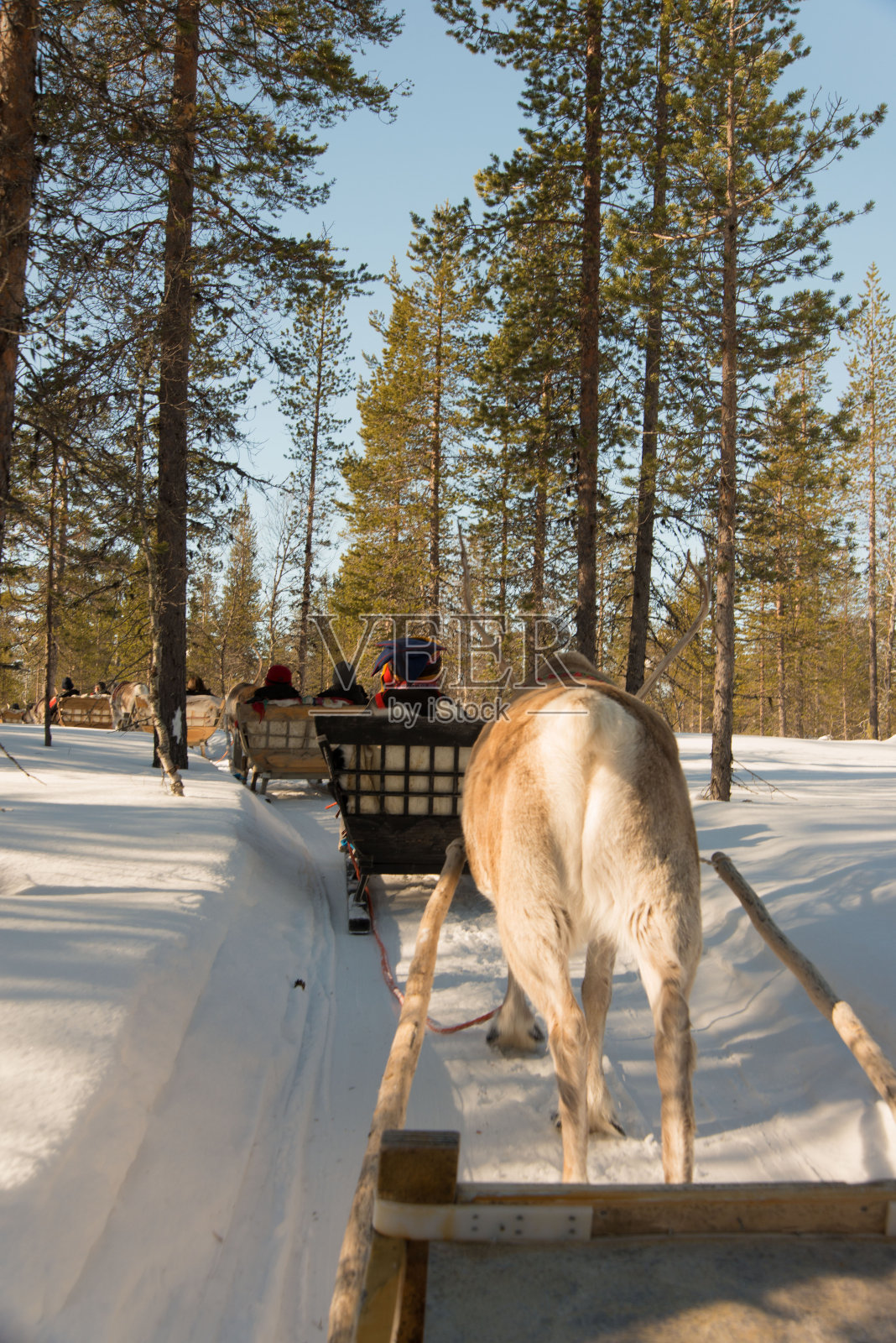 游客在拉普兰的森林里乘坐驯鹿雪橇。照片摄影图片