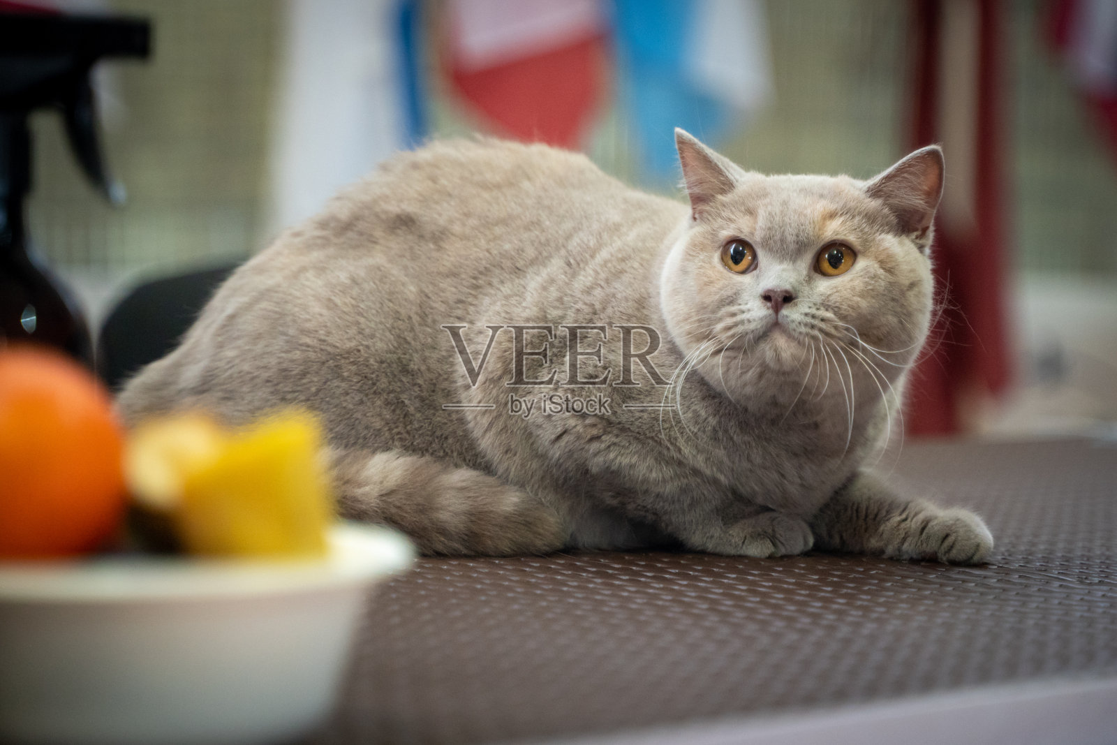 猫秀英国短毛丁香托蒂照片摄影图片