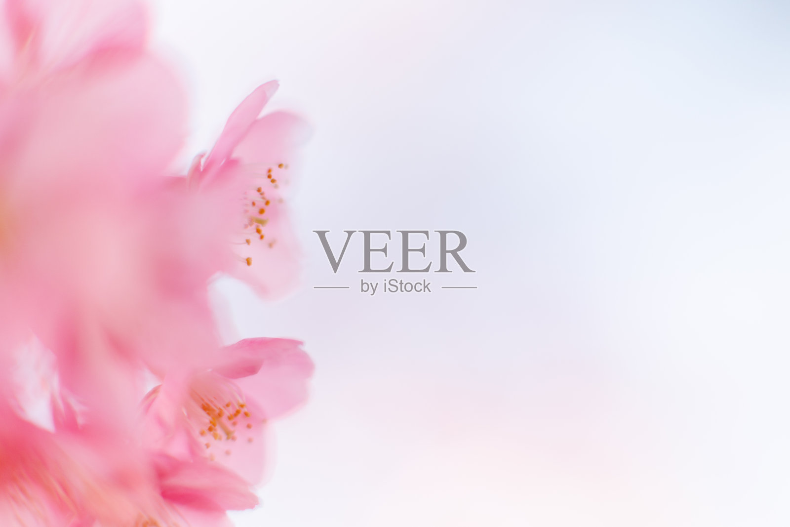 河津樱花(河津樱花)照片摄影图片