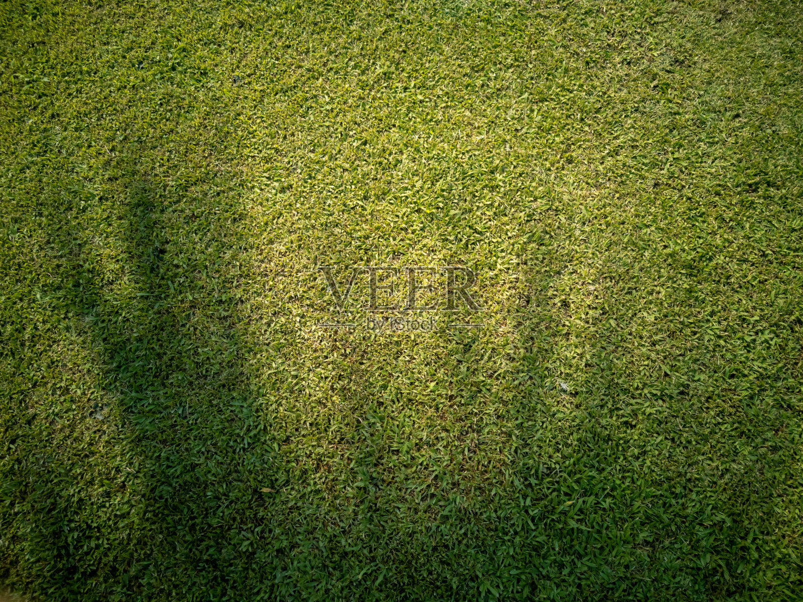 草坪地面和棕榈树荫或糖棕榈(borassus flabellifer)叶。
空绿色自然背景图案。照片摄影图片