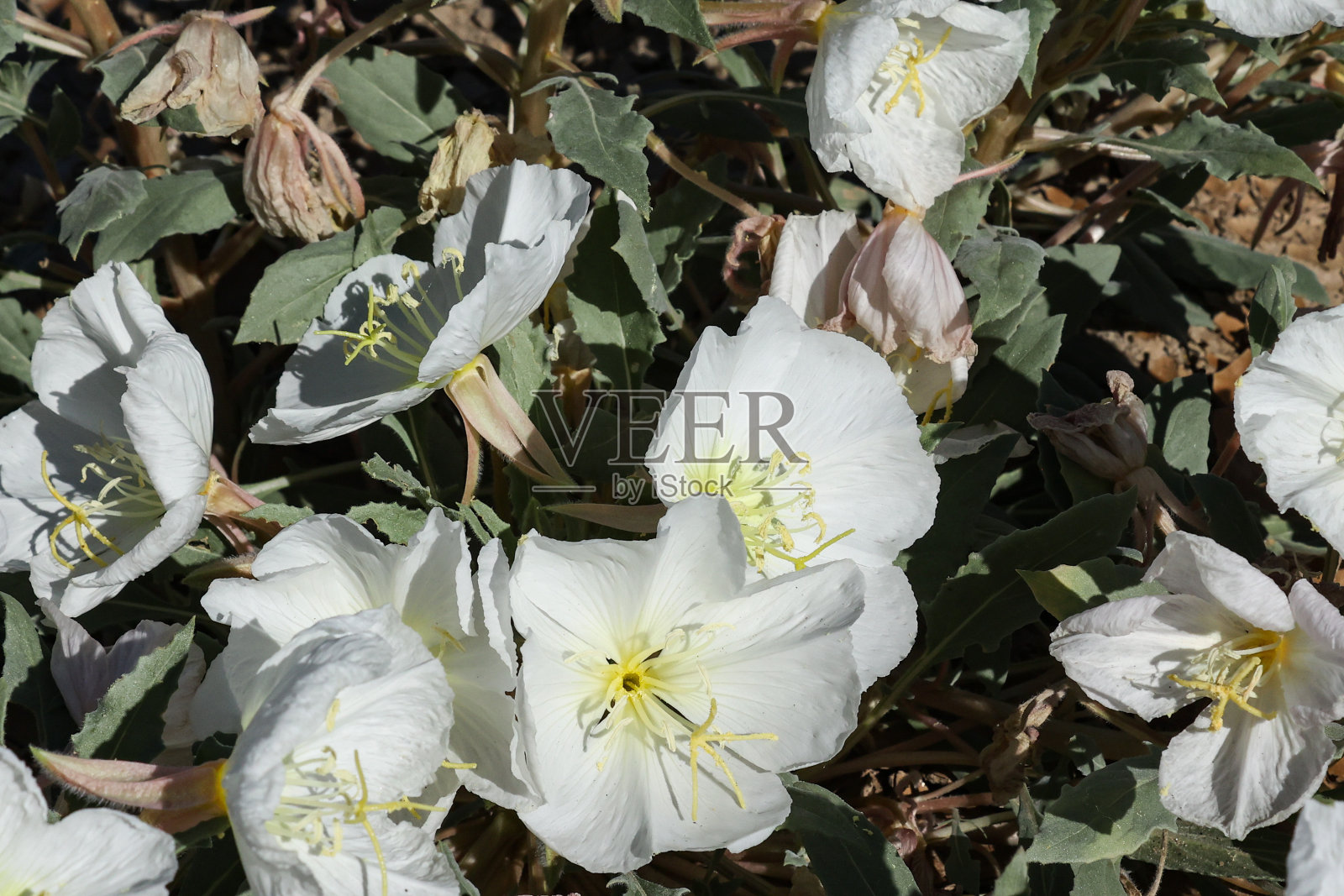 沙漠樱草花在加州圣地亚哥的Anza Borrego国家公园照片摄影图片