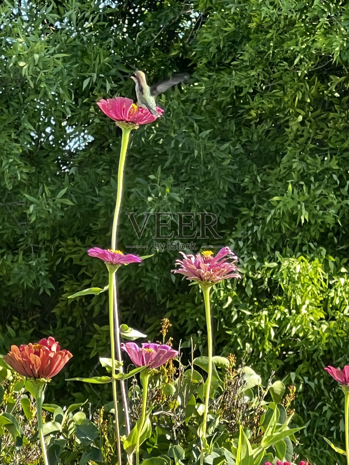 雀鸟照片摄影图片