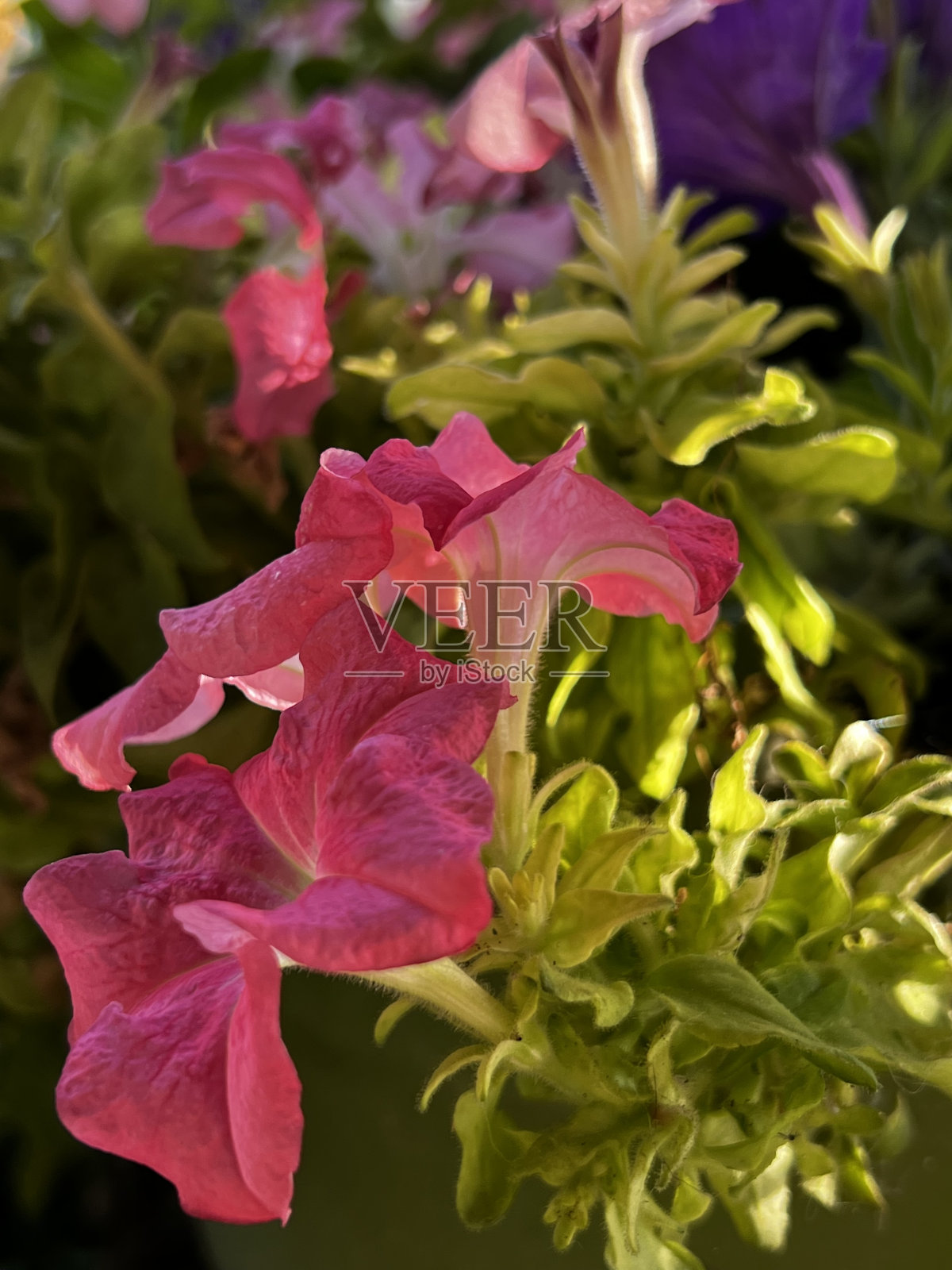 佩妮照片摄影图片