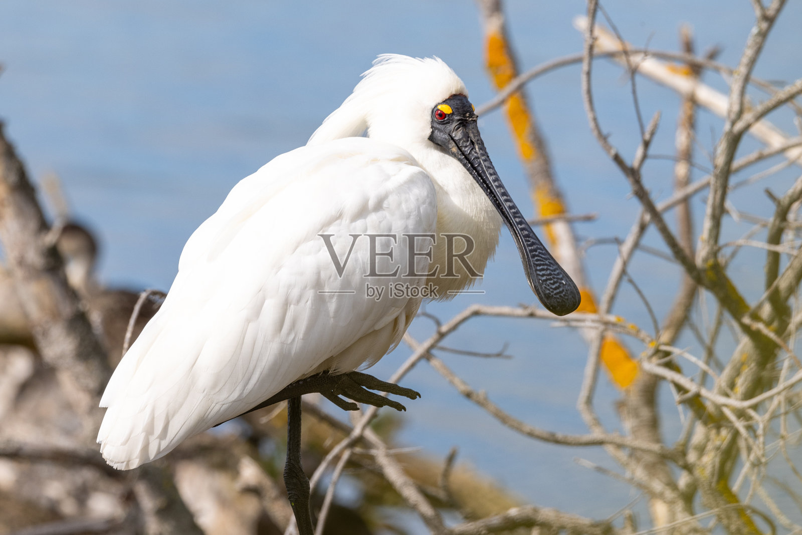 新西兰的皇家琵鹭照片摄影图片