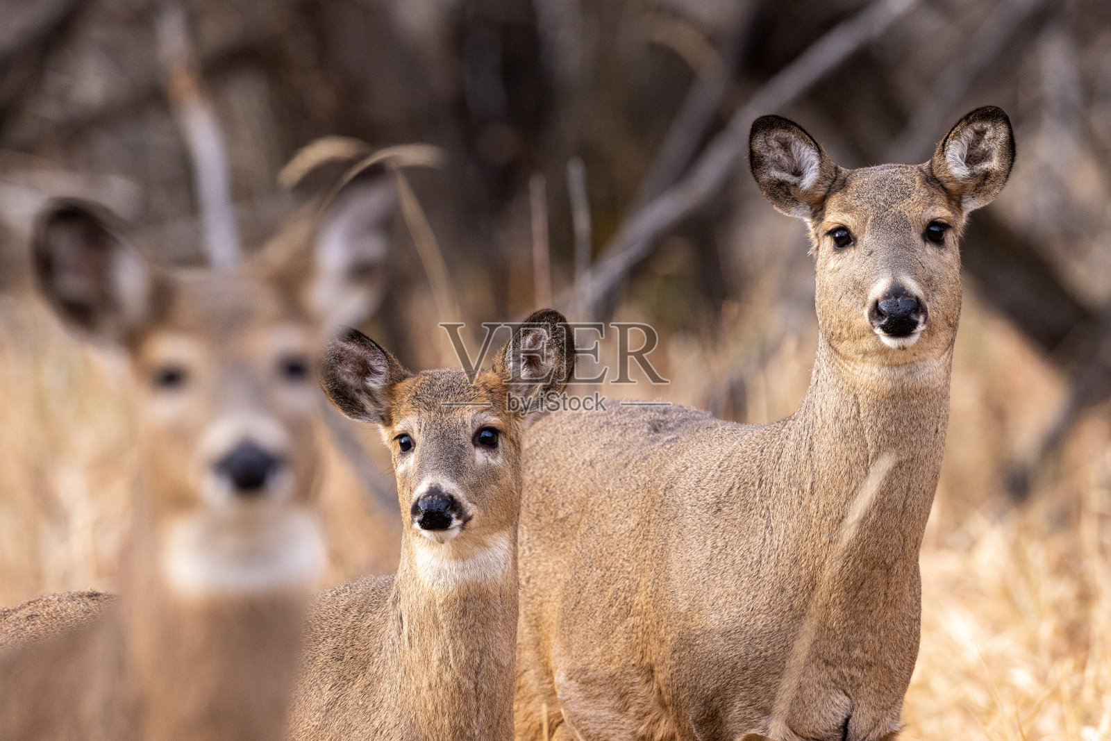 白尾鹿(雌性)和小鹿照片摄影图片