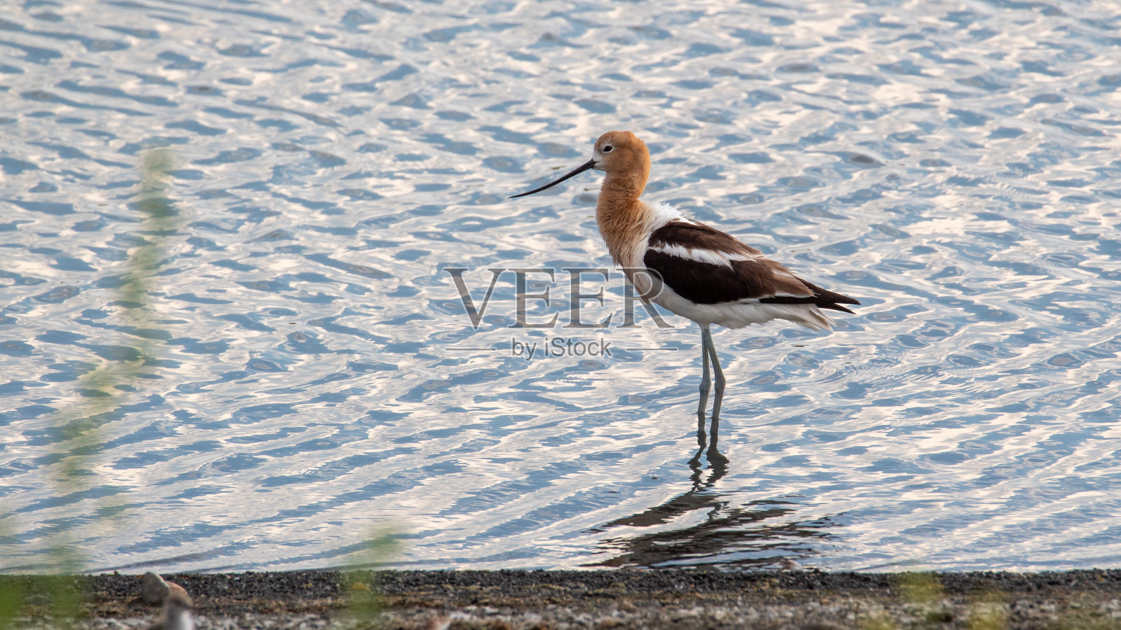 美国Avocet照片摄影图片