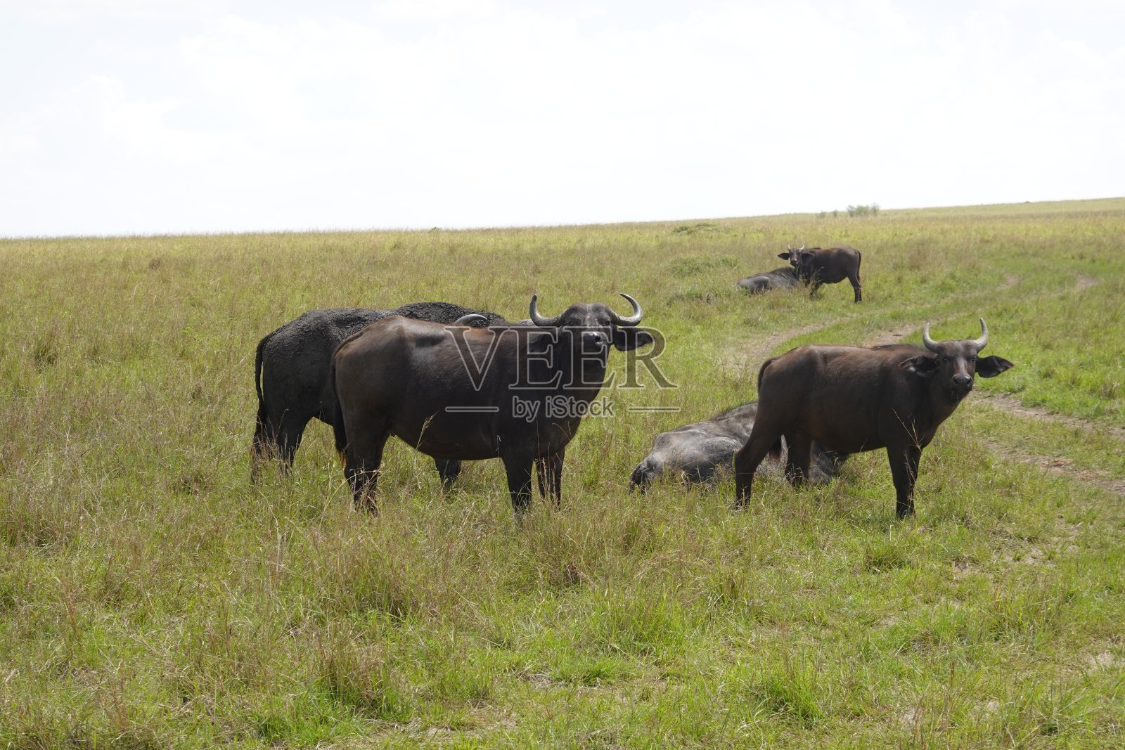 肯尼亚的水牛照片摄影图片