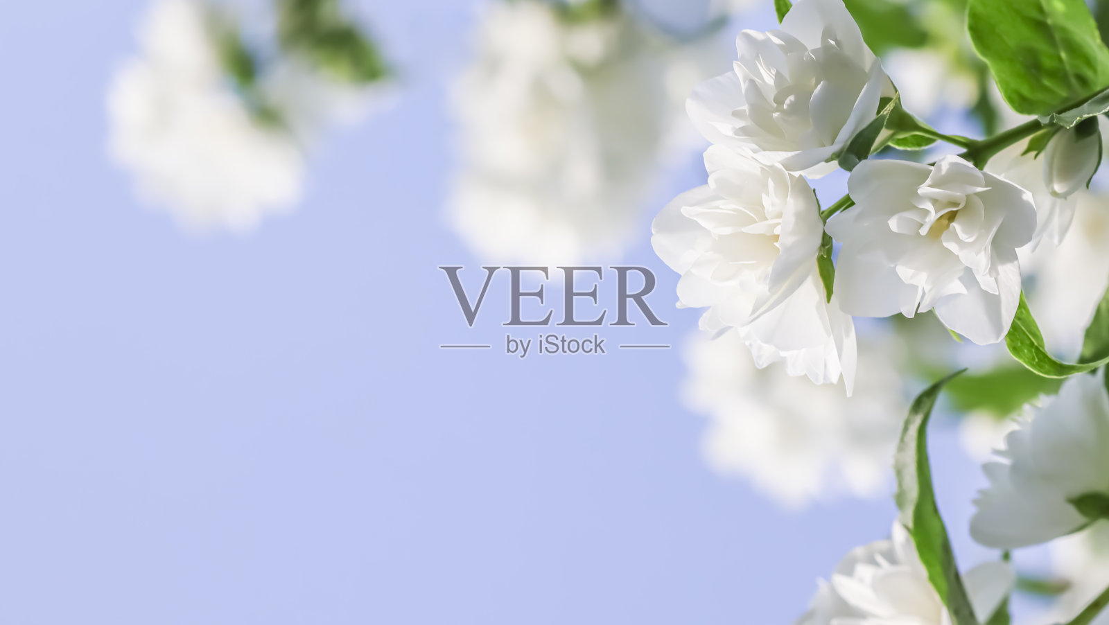 白色的茉莉花花瓣在蓝色的背景。大型花卉背景照片摄影图片