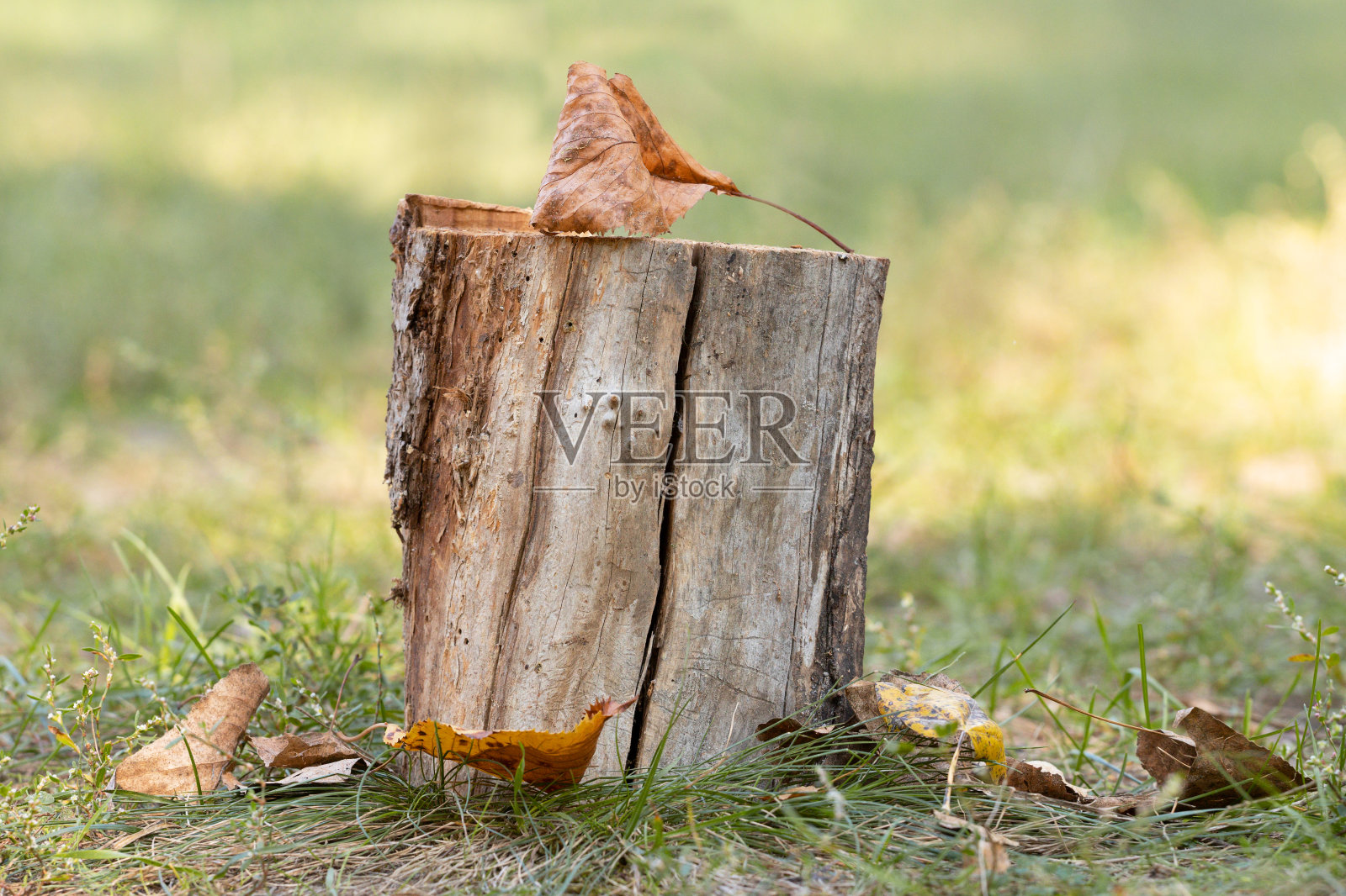 在秋天的森林特写中，干燥的树叶躺在树桩上，有一个模糊的basground。照片摄影图片
