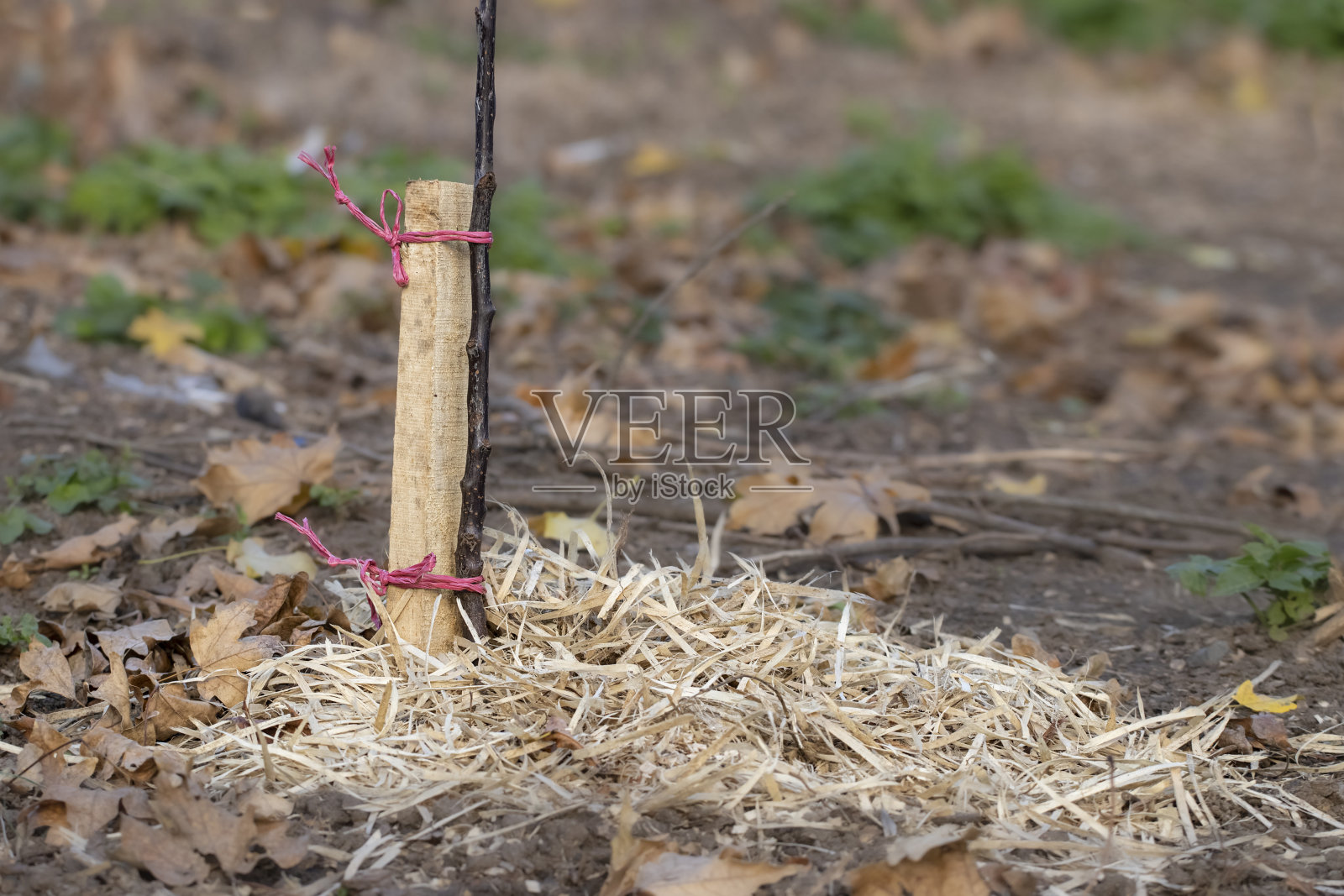 树苗种在地上，上面覆盖着木屑的小树苗秋天种小树。照片摄影图片