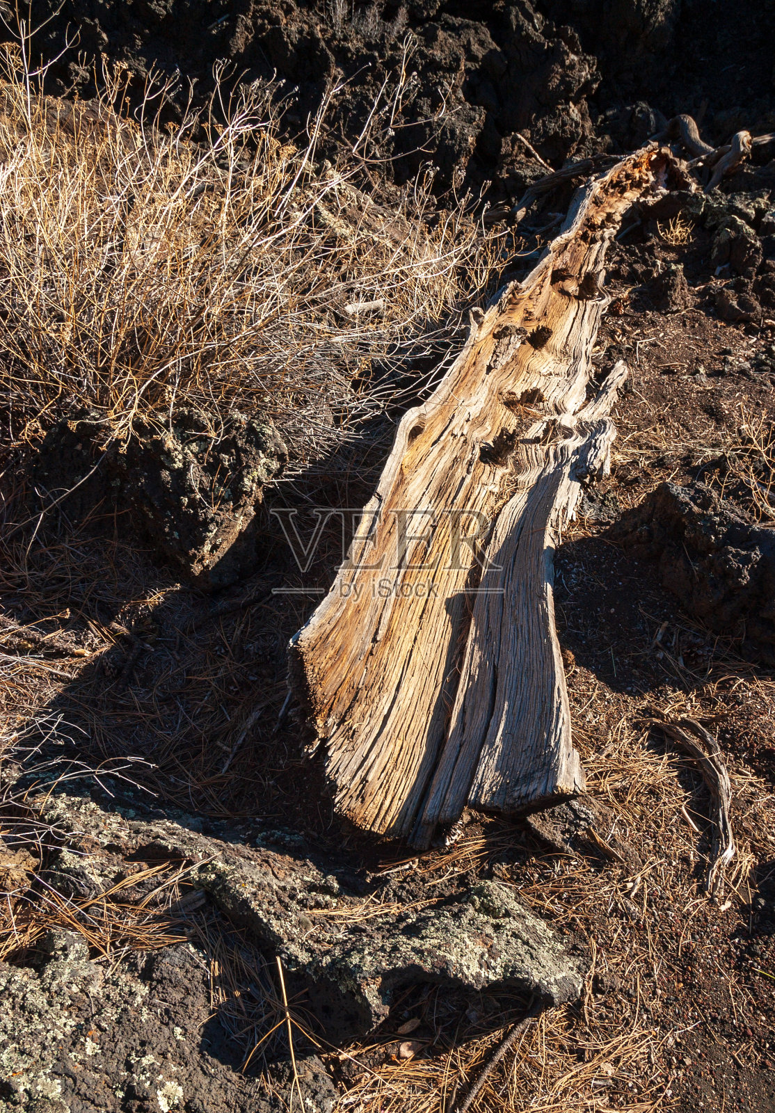 日落火山口国家纪念碑的死树照片摄影图片