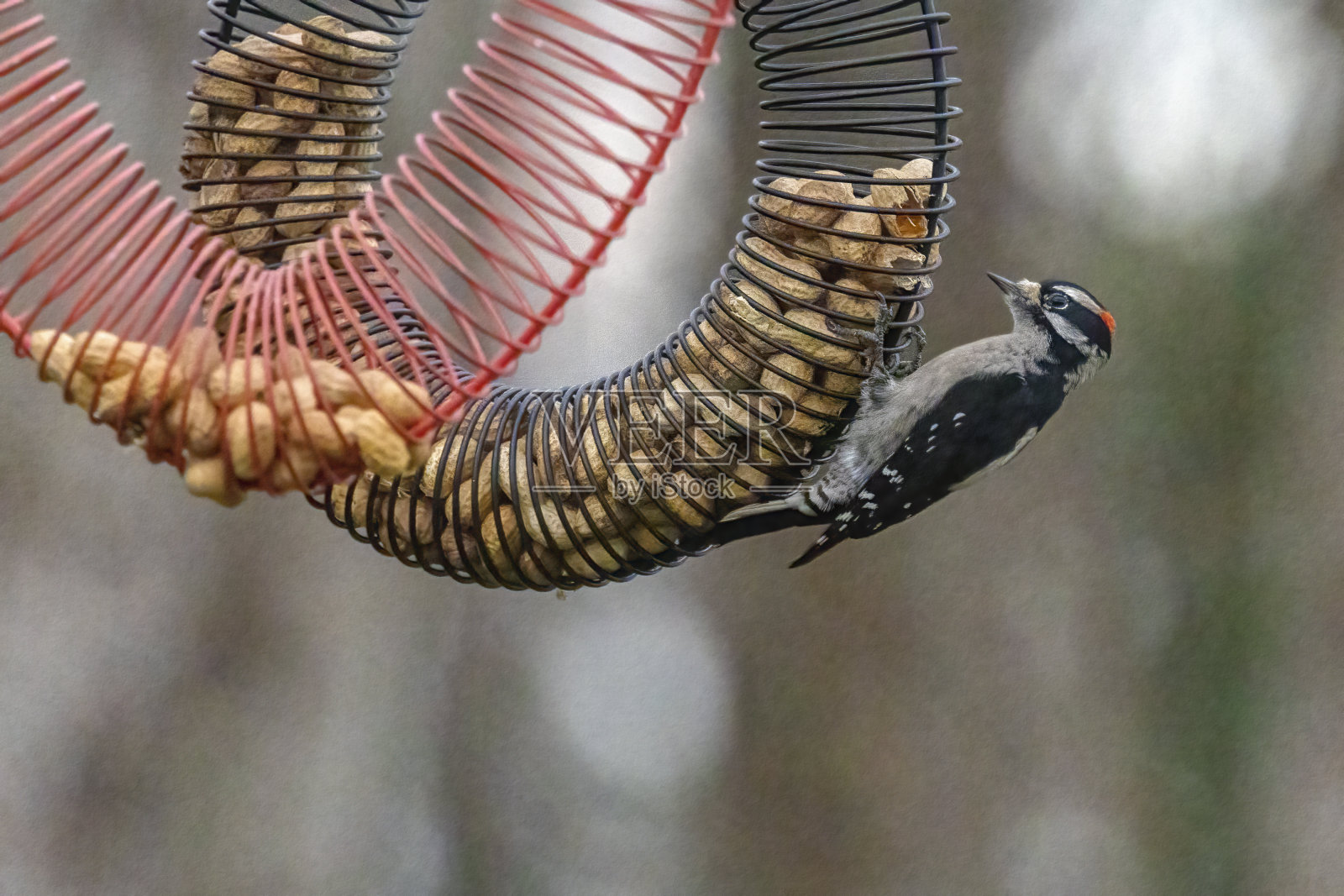 毛Wood啄木鸟在花生喂食器上照片摄影图片