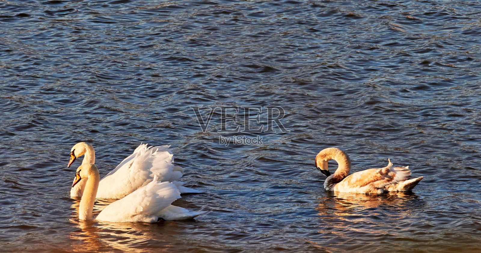 普通的欧亚天鹅在湖面上游泳。照片摄影图片