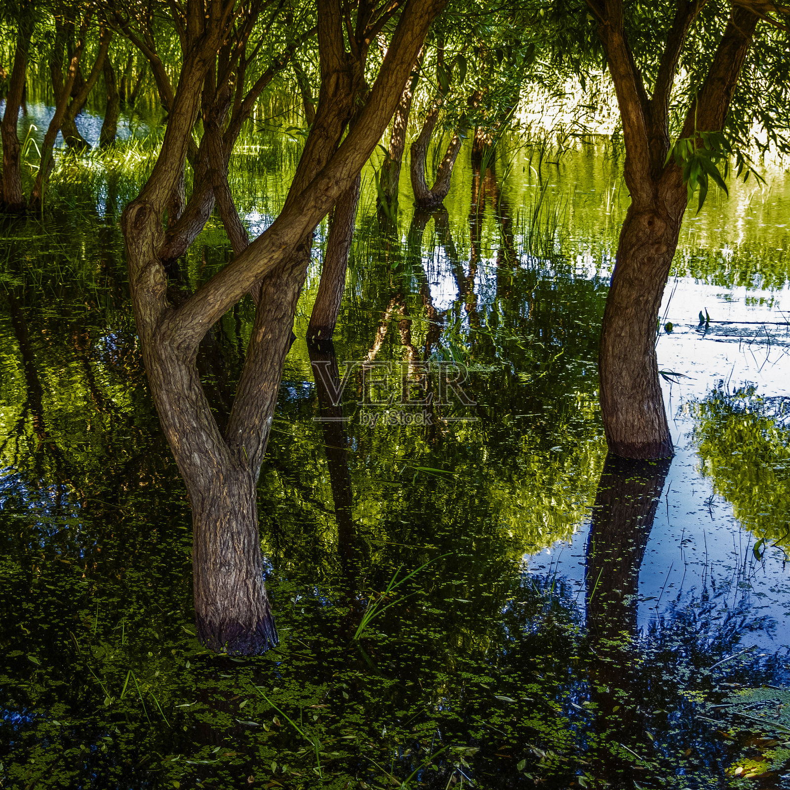 海岸的春季洪水照片摄影图片